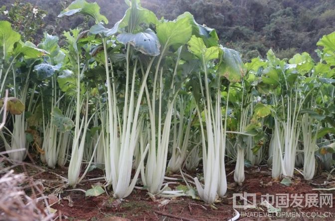 浙江金華開發(fā)區(qū)：“高腳白”變成致富“金鑰匙”，全產(chǎn)業(yè)鏈賦能鄉(xiāng)村振興