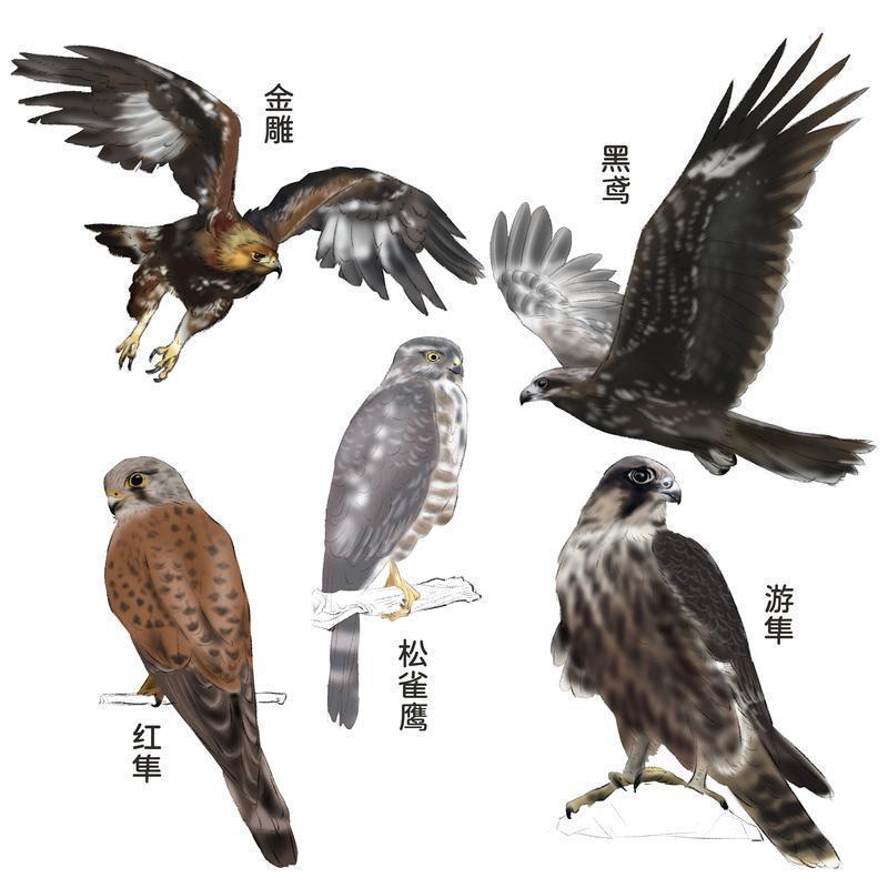 西安上空飛過(guò)一群猛禽