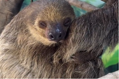 X8d4q1KDQl2FKU6r.png image.png